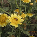 在還沒找到木棉花以前,先拍一拍路邊的小花,結果看到蜜蜂在採花蜜