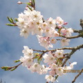 阿里山的櫻花種類有多種, 拍了不少漂亮的櫻花.