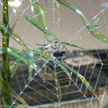 玻璃做的蜘蛛網及蜘蛛