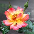 月季花(四季花、月月紅)薔薇 甘微苦溫 花活血調經 治月經不調痛經上腹脹痛