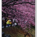 這下子幾乎捨不得刪掉照片了，因為我在武陵遇到『絕美櫻花林』。