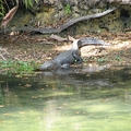 (9-1))棲在溪水旁的鱷魚