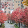 北海道的秋,紅的,黃的,綠的,滿滿的