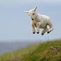 你~你~是小羊羔~還不是飛躍羚羊~跳太高了吧?