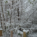 2010溫哥華初雪