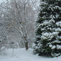 2010溫哥華初雪