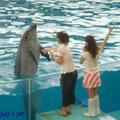 海豚潑了觀眾一身水，握手言歡