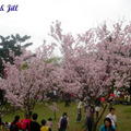 2008陽明山花季 - 2