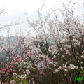 2008陽明山花季 - 7