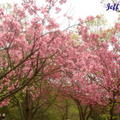 2008陽明山花季 - 8