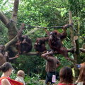 新加坡動物園 - 45