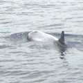 2010 印象迴瀾 - 賞鯨 - 5