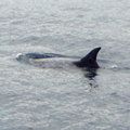 2010 印象迴瀾 - 賞鯨 - 8