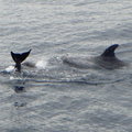 2010 印象迴瀾 - 賞鯨 - 14