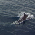 2010 印象迴瀾 - 賞鯨 - 15