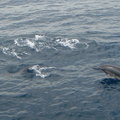 2010 印象迴瀾 - 賞鯨 - 18