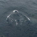 2010 印象迴瀾 - 賞鯨 - 24