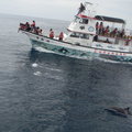 2010 印象迴瀾 - 賞鯨 - 25