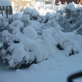 At least 15 inches of snow again, 2011