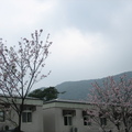 2009.03.14陽明山菁山路尋櫻記 - 1