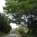 2009.03.14陽明山菁山路尋櫻記 - 1