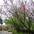 2009.03.14陽明山菁山路尋櫻記 - 1