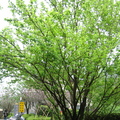 2009.03.14陽明山菁山路尋櫻記 - 1