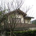 2009.03.14陽明山菁山路尋櫻記 - 2