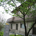 2009.03.14陽明山菁山路尋櫻記 - 1