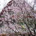 2009.03.15櫻花盛開的天元宮 - 2