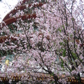 2009.03.15櫻花盛開的天元宮 - 1