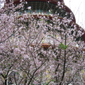 2009.03.15櫻花盛開的天元宮 - 2