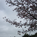 2009.03.15櫻花盛開的天元宮 - 1