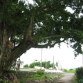 2009.06.20天送埤車站+荷蘭村庭園餐廳 - 1