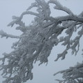 2009.12.19太平山的冰世界-山毛櫸步道 - 4