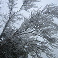 2009.12.19太平山的冰世界-山毛櫸步道 - 3