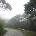 2010.02.15漫步在『熊空休閒農場』的雲端 - 5