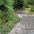 2010.04.21四分子產業道路桐花雪紛飛 - 4