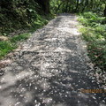 2010.04.21四分子產業道路桐花雪紛飛 - 4