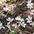 2010.04.21四分子產業道路桐花雪紛飛 - 1