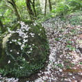 2010.04.21四分子產業道路桐花雪紛飛 - 2