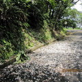 2010.04.21四分子產業道路桐花雪紛飛 - 3