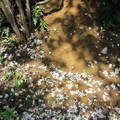 2010.04.21四分子產業道路桐花雪紛飛 - 1