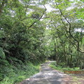 2010.04.21四分子產業道路桐花雪紛飛 - 4