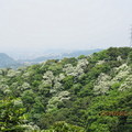 2010.04.21四分子產業道路桐花雪紛飛 - 5