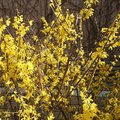 住家小區的院子裡 金黃色的迎春花開得好燦爛