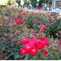 rose garden-Vienna Stagt Park