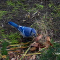 藍樫鳥
