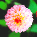 立體花朵 - 5