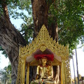 菩提樹下的佛像